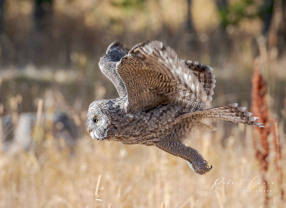 Great Gray in Flight