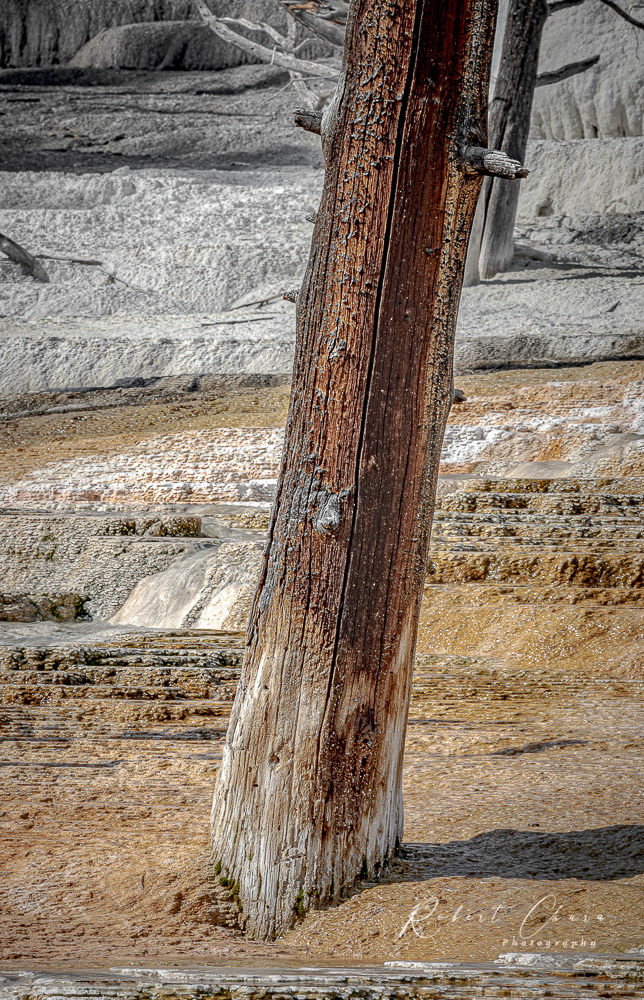 Tree Trunk at Mammoth