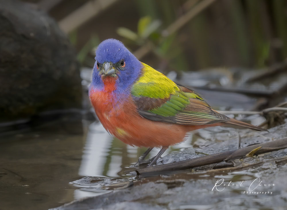 Curious Painted Bunting
