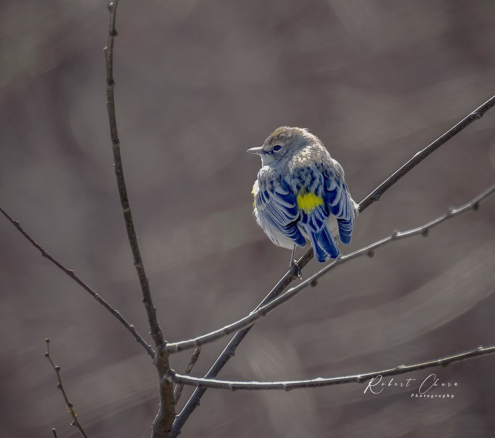 Yellow-rumped Warlbler Perched