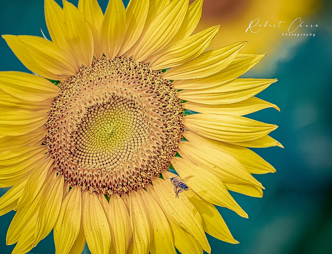 Sunflower and Bee in Flight