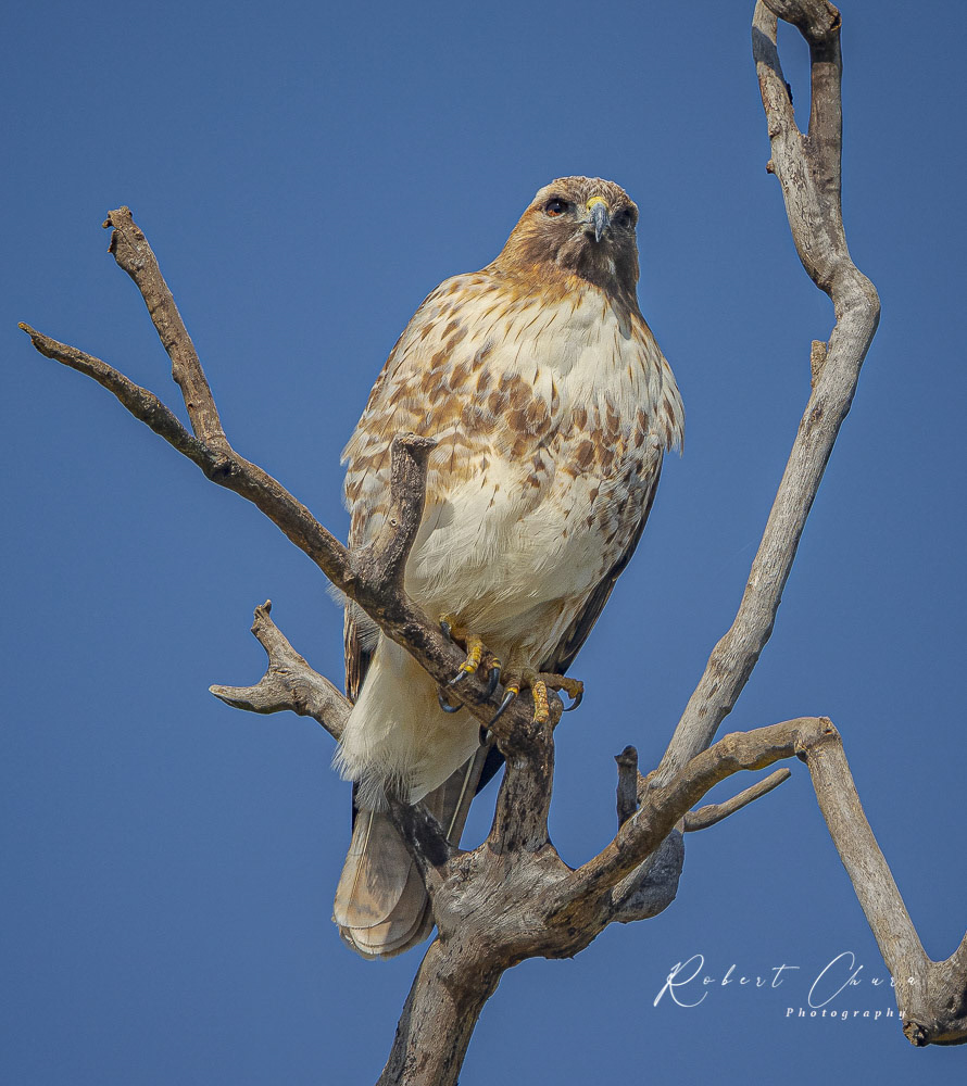 Red Tailed Hawk S