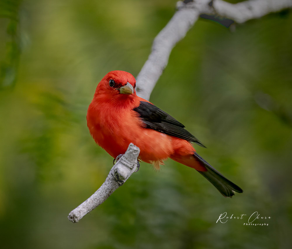 Male Summer Tanager