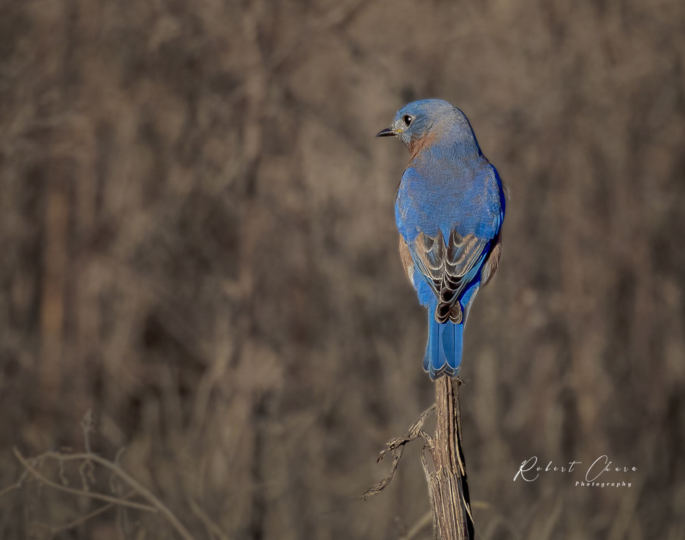 Male Eastern Bluebird Profile