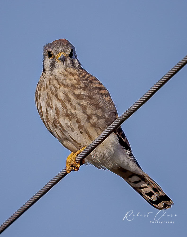 American Kestril light