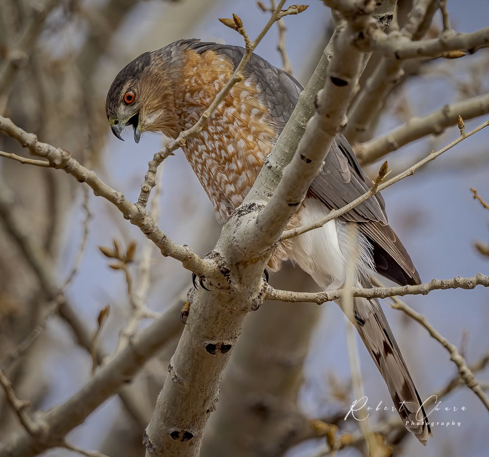 Coopers Hawk Bosque