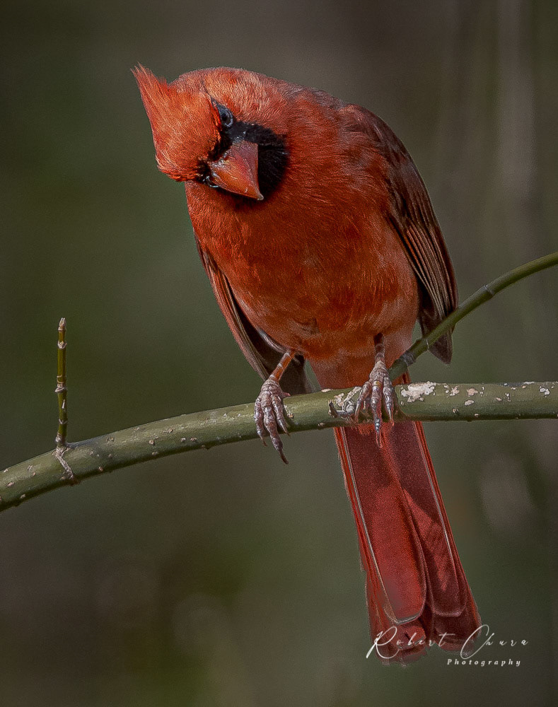 Cardinal 3