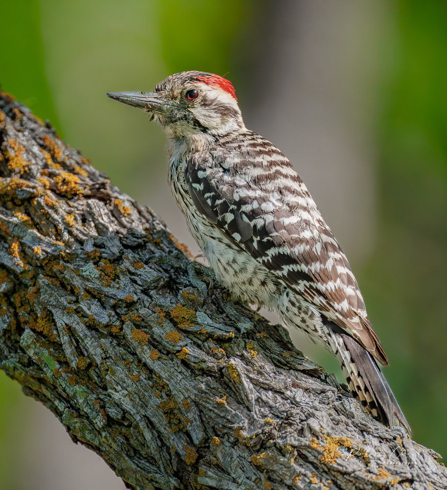 Ladderback Woodpecker Profile