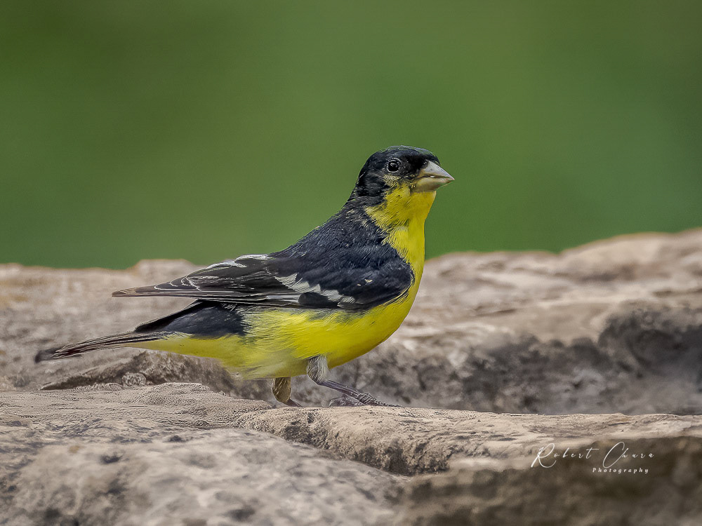 Male Lesser Goldfinch