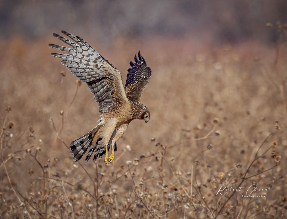 Harrier Attack