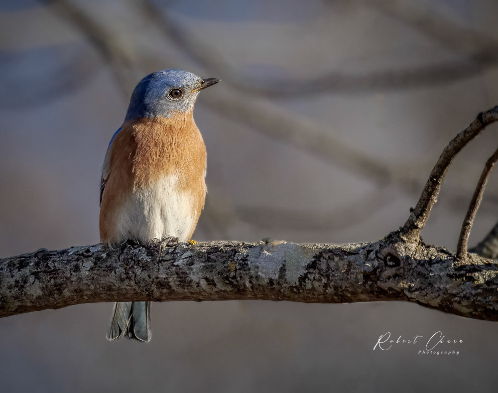 Bluebird in Thought