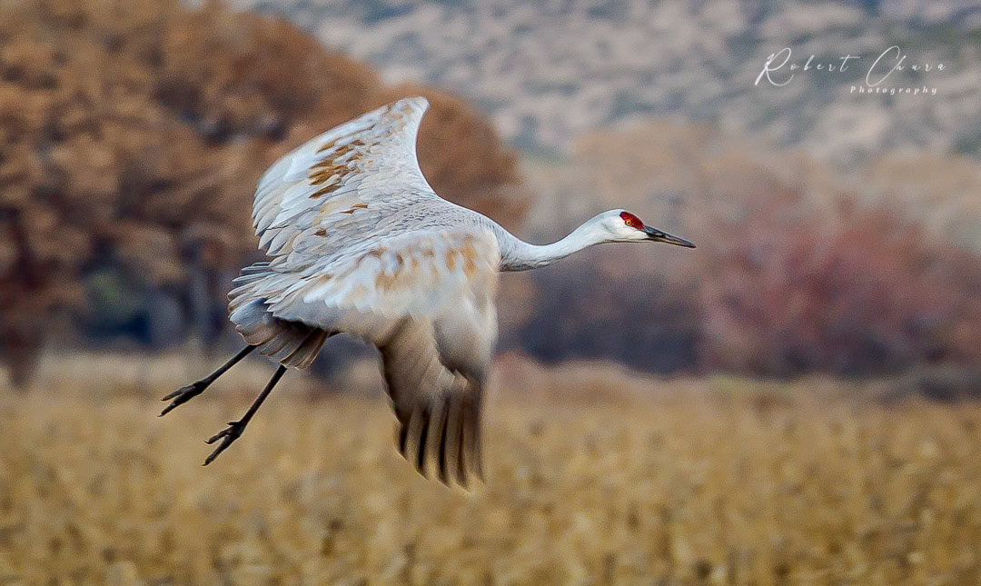 Flight of the Sandhill