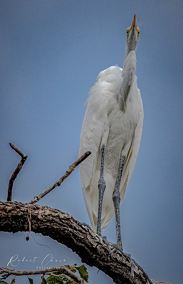 Here's Lookinng at You