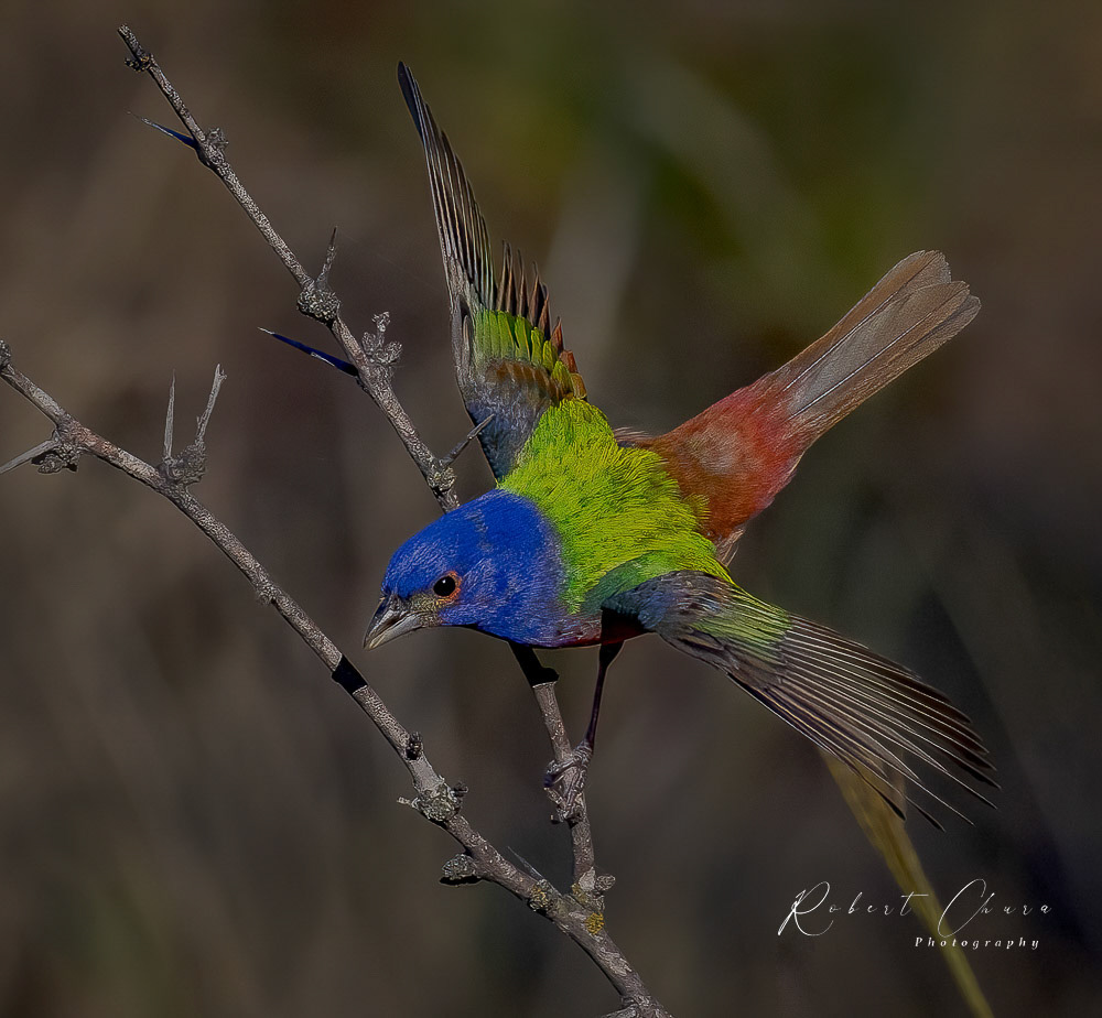 Painted Bunting Dance