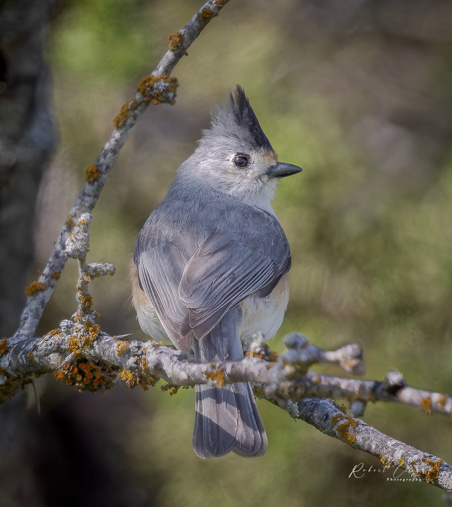 Black-crested titmouse