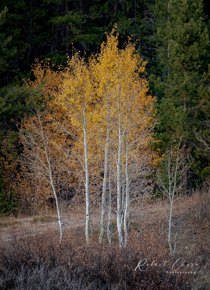 Two Ocean Lake Trees
