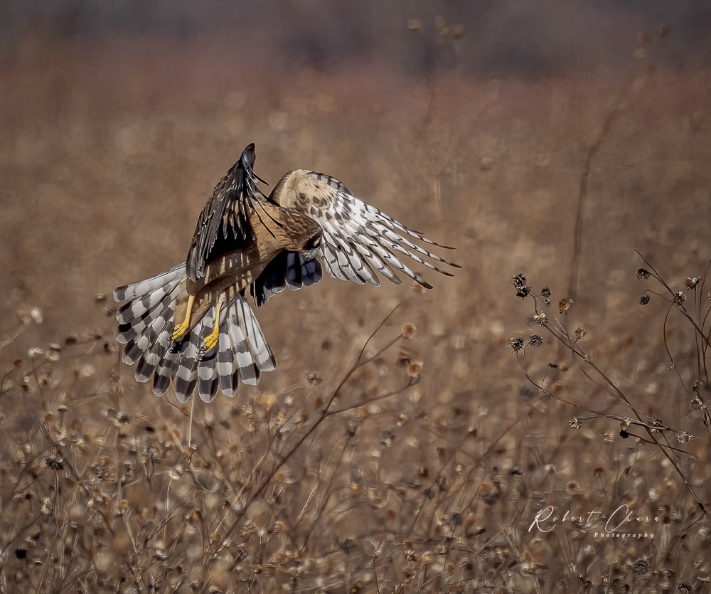 Northern Harrier Pouncing
