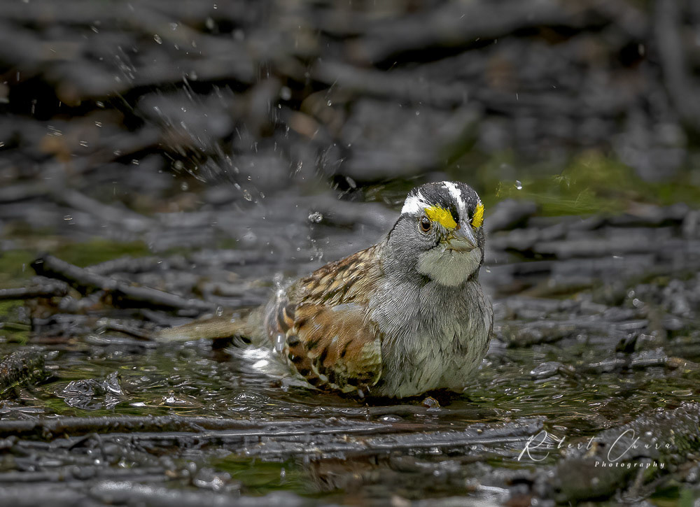 White-throated Sparrow Bathing