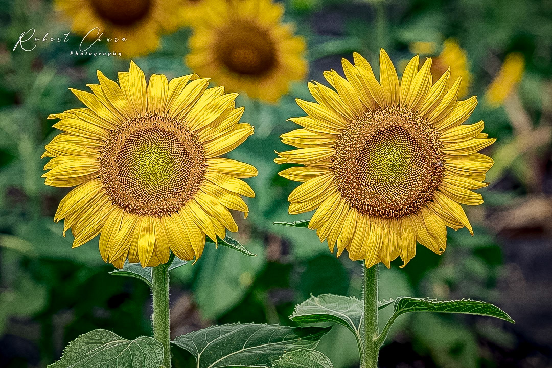 A Pair