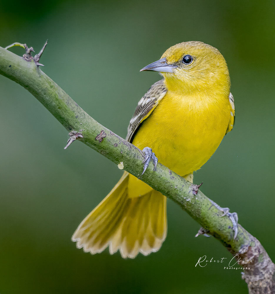 Female Hooded Oriole