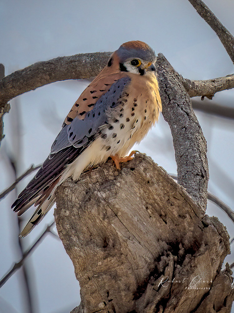 Male American Kestrel