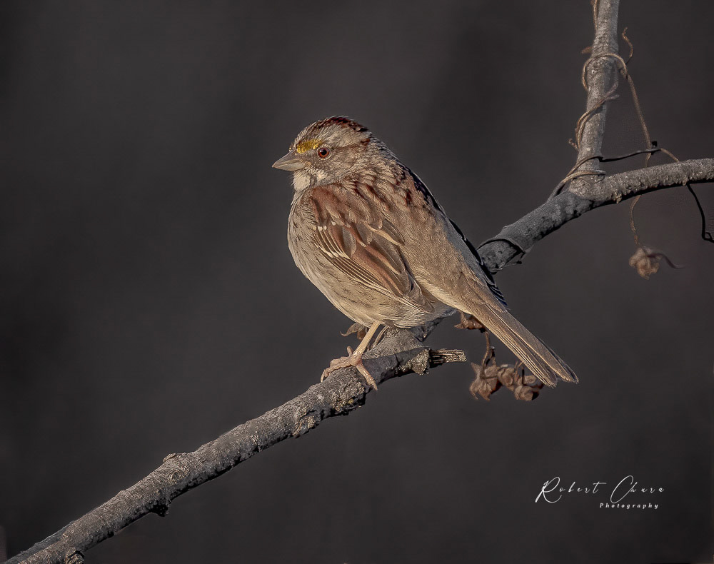 White-throated Sparrow