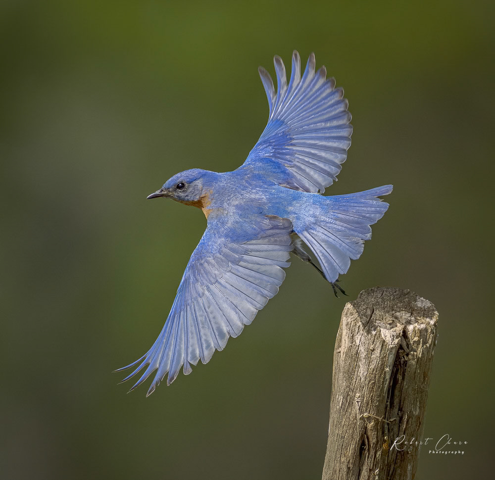 Eastern Bluebird Flight