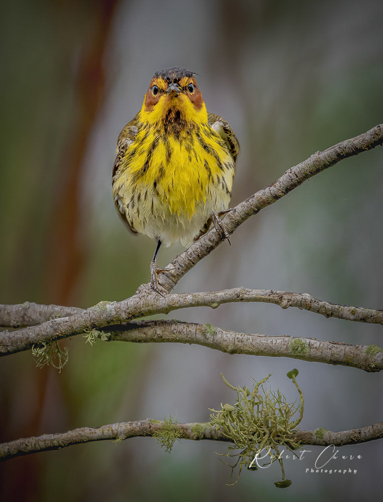 Cape May Warbler