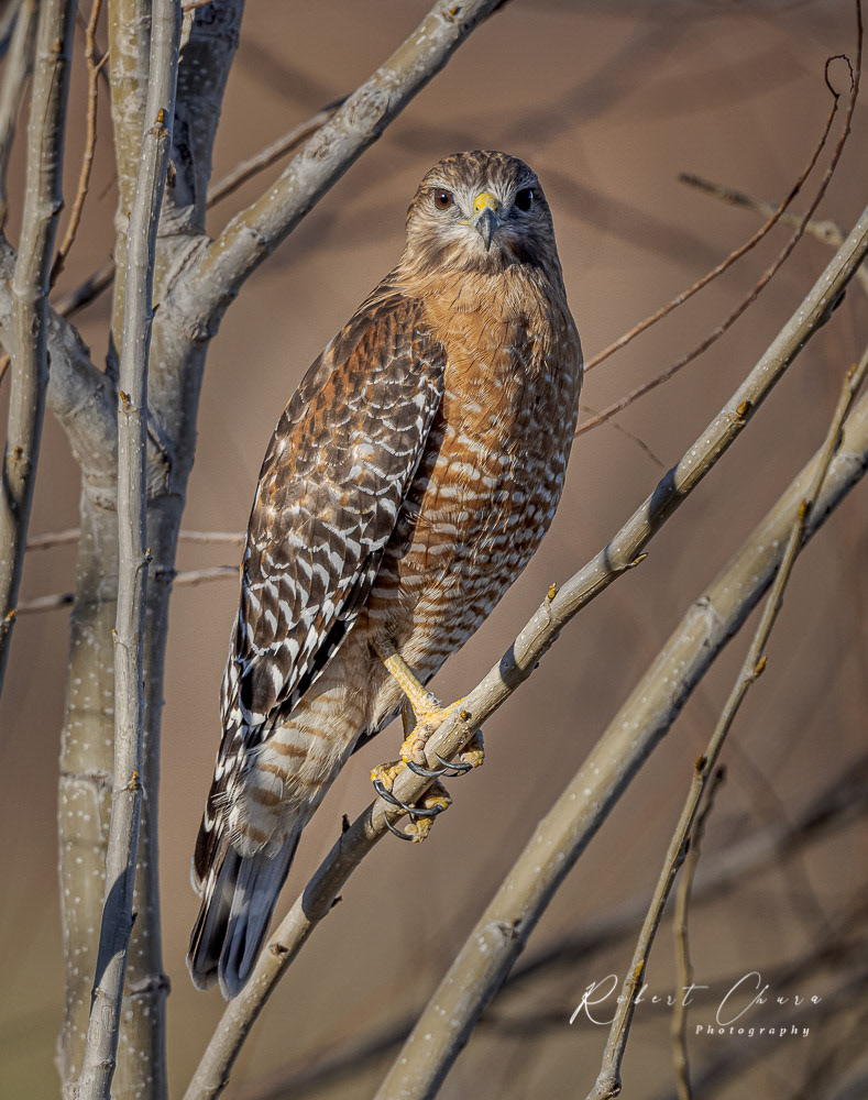 Red-Shouldered Hawk 9417