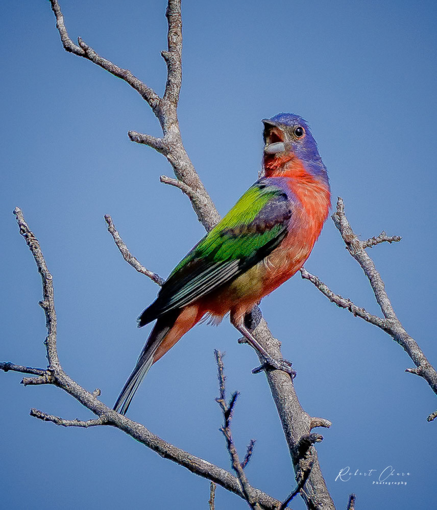 Painted Bunting in Acton Singing