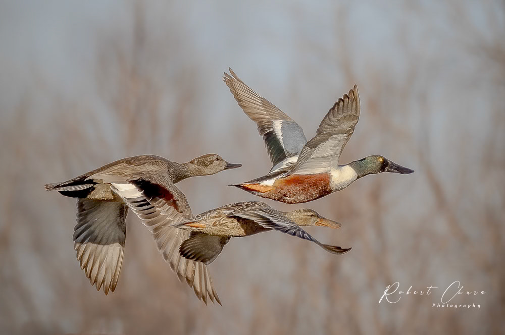 Ducks almost in a Row