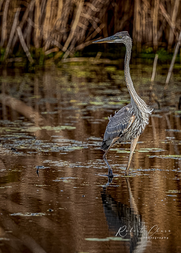 Heron