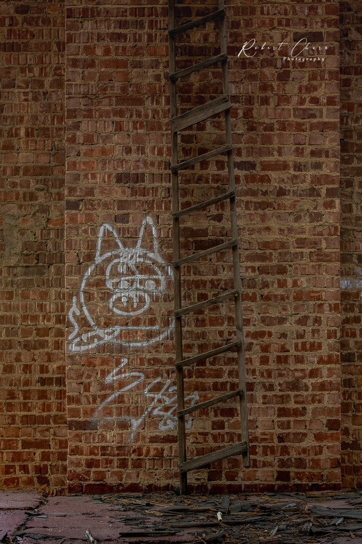 Ladder Cat