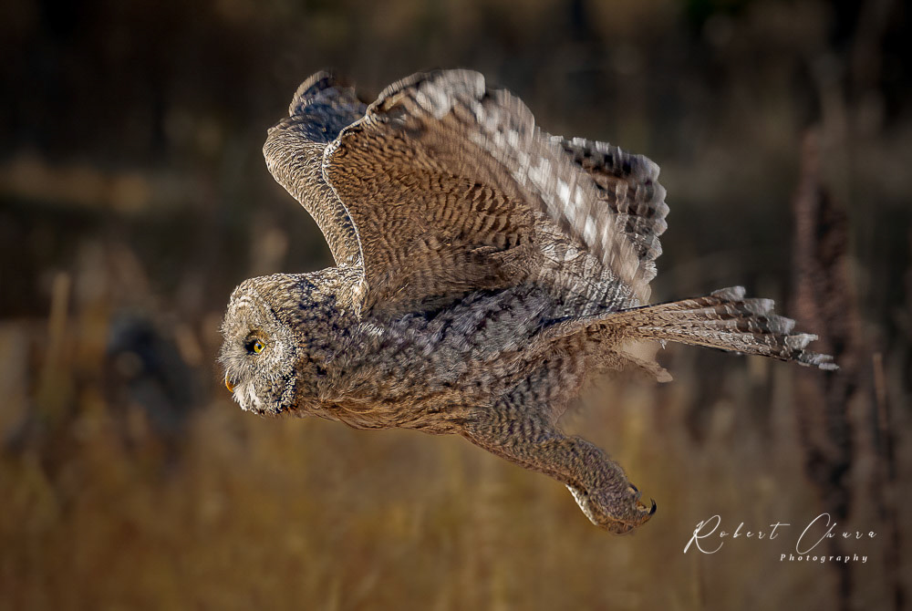 Great Gray in Flight