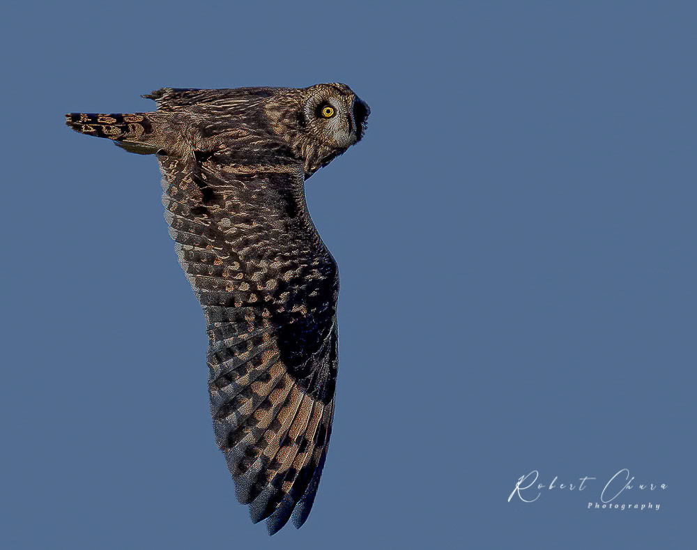 Short-eared  Owl Flight