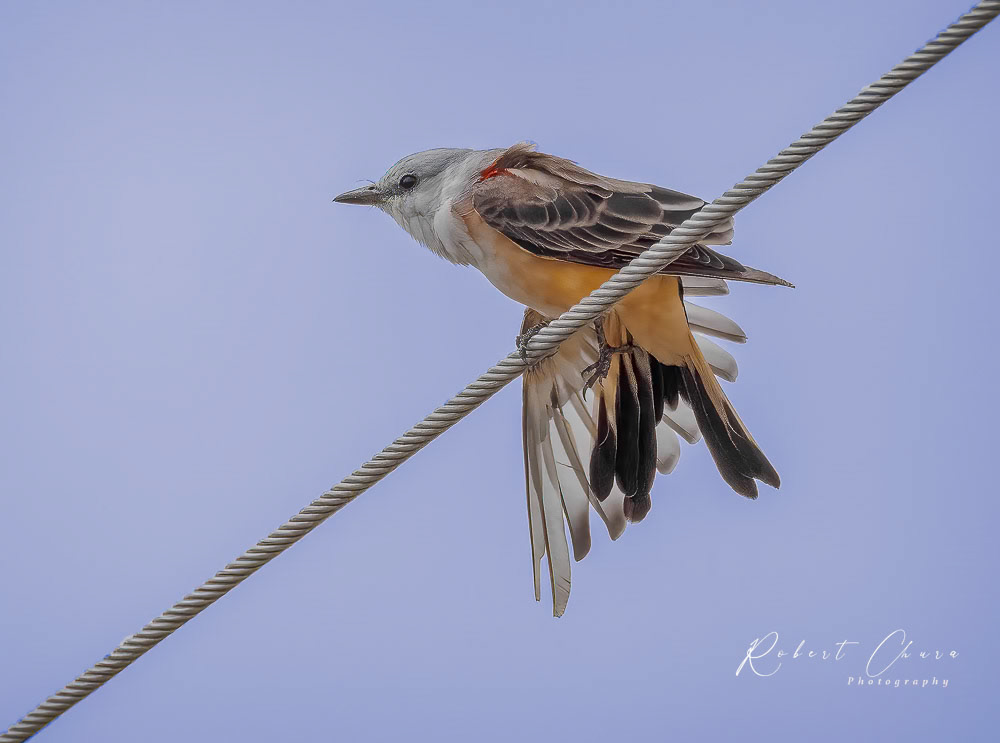 Scissor-Tailed Flycather Wired