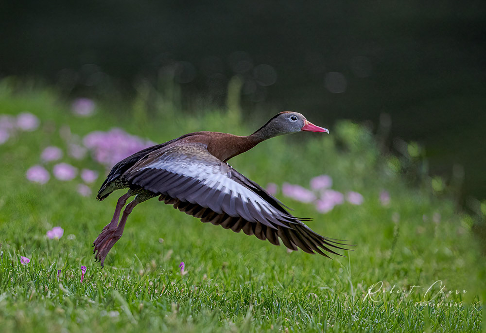 Black-bellied Whistling Duck takeoff