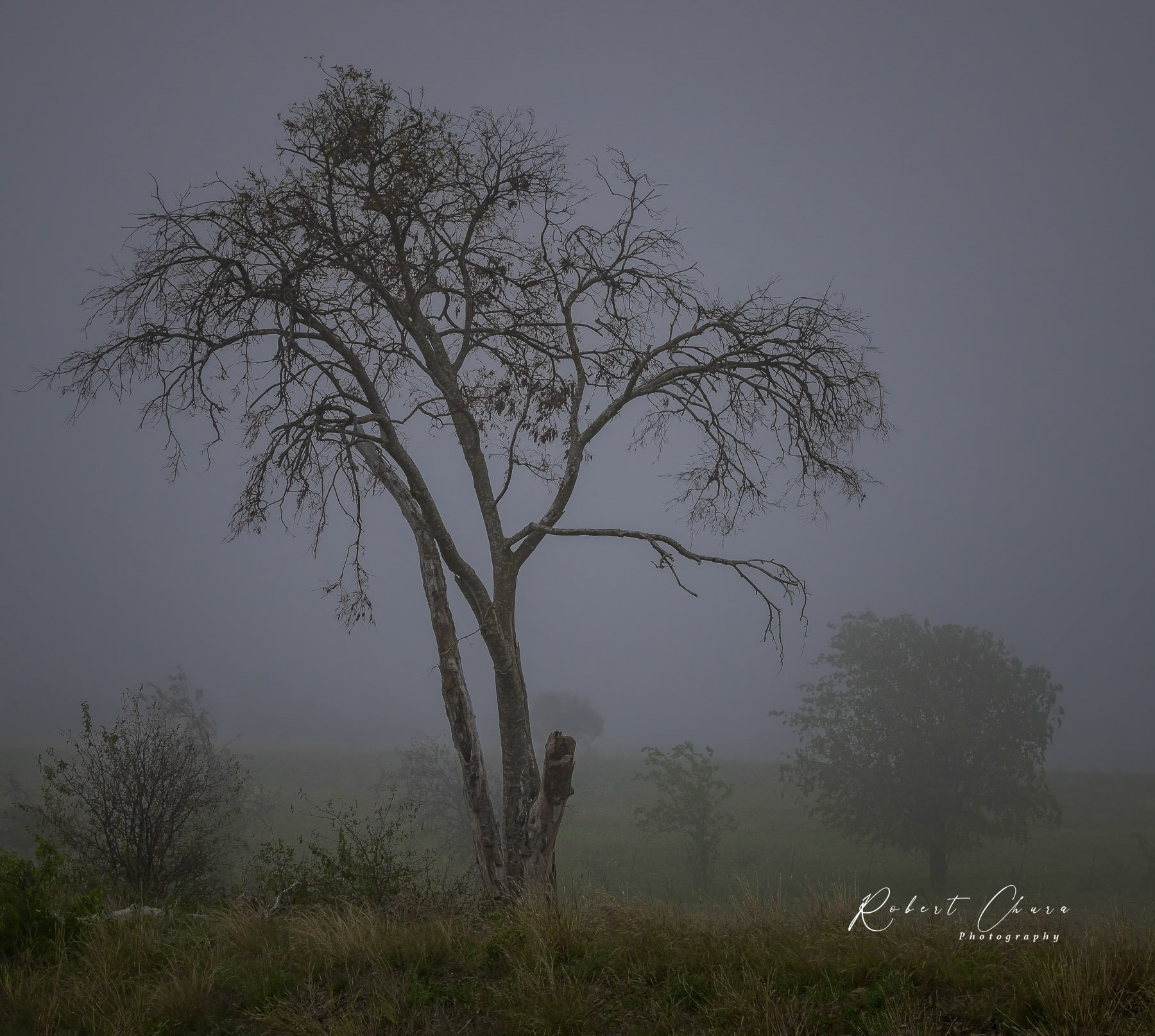 Tree in Fog Again
