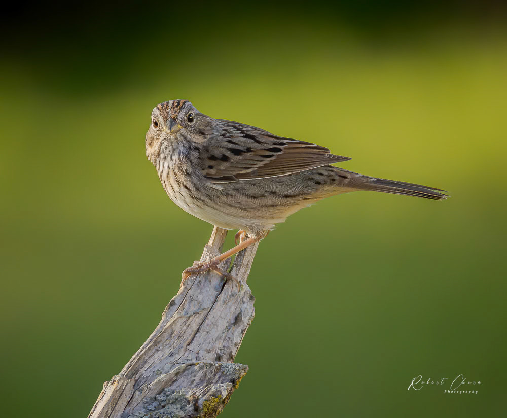 Lincoln Sparrow Perched