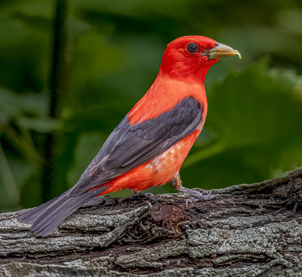 Scarlet Tanager Eating Grapefruit