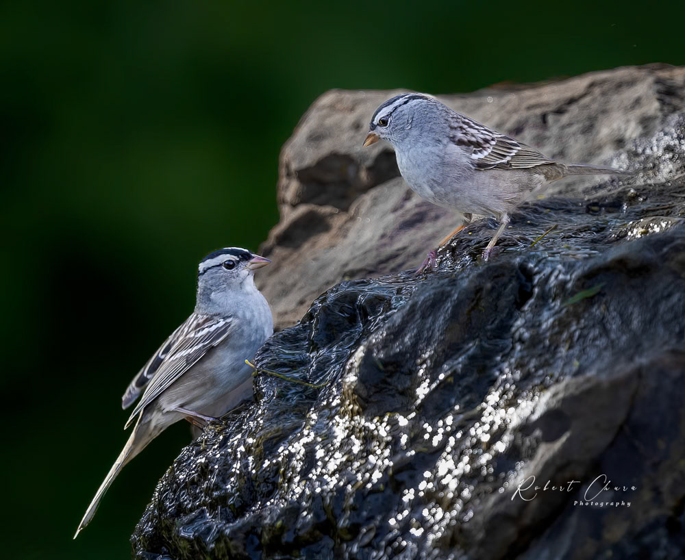 White-crowned Sparrow Discussion