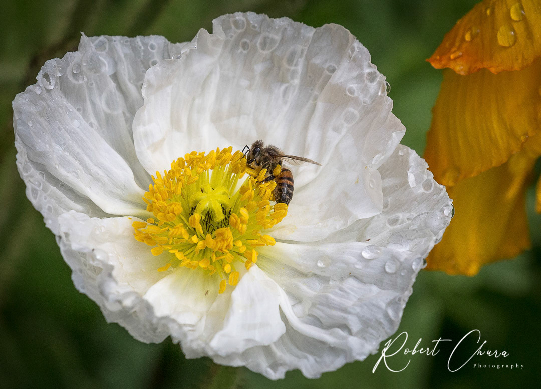 Sharp Bee on White