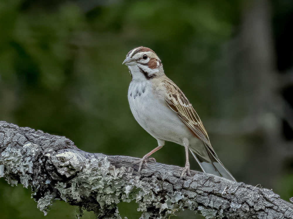 Lark Sparrow