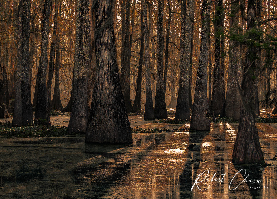 Sunrise at the Swamp