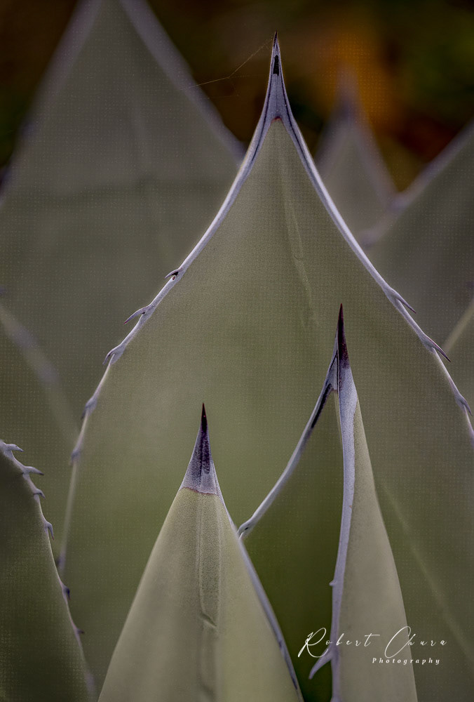 Pointed