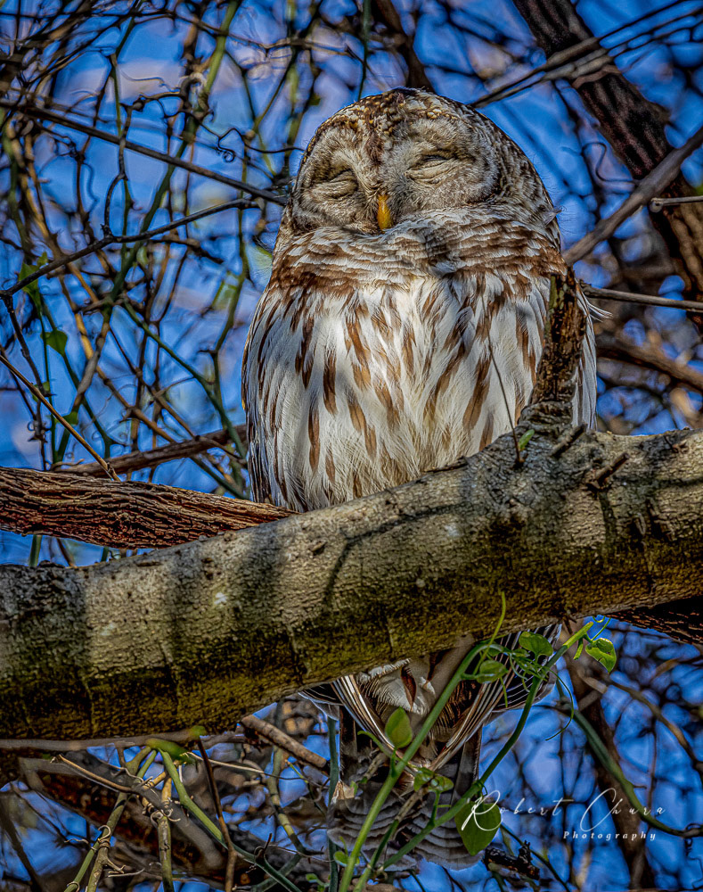 Male Barred Owl