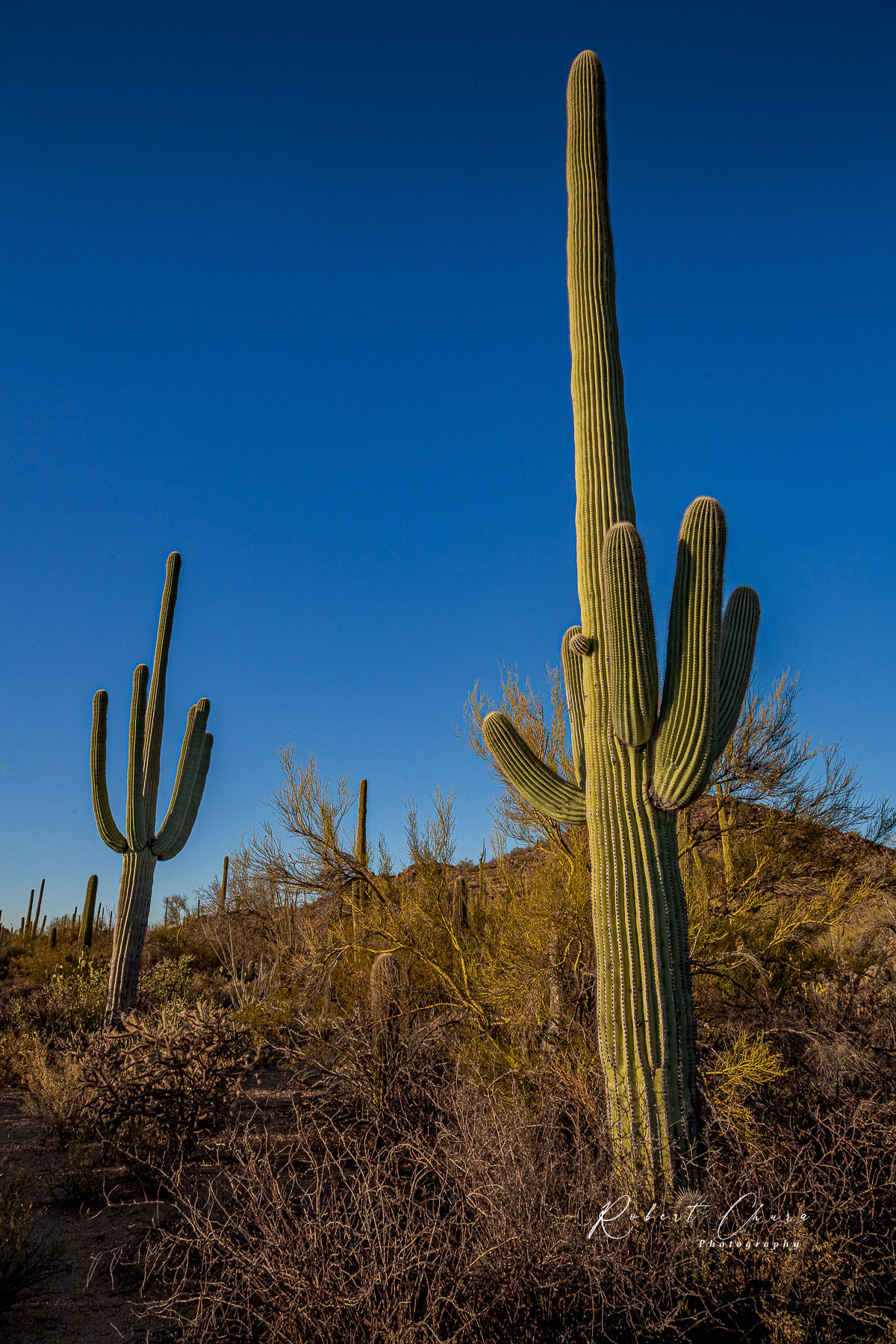 Cacti,Saguaro