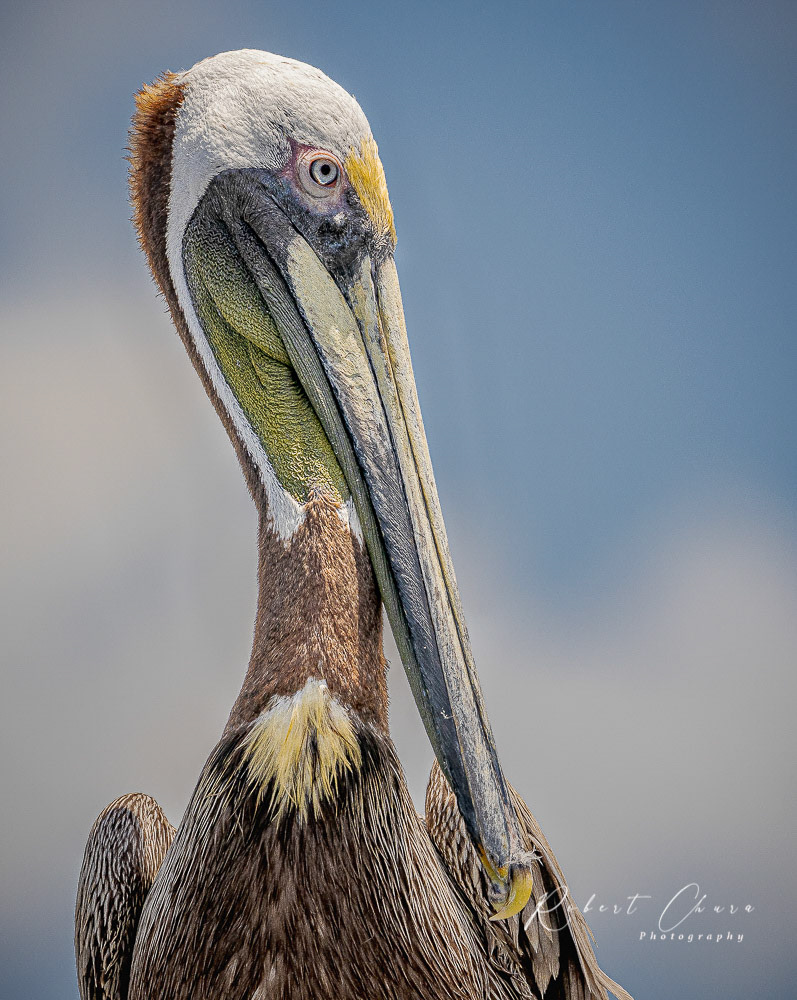 Brown Pelican Portrait