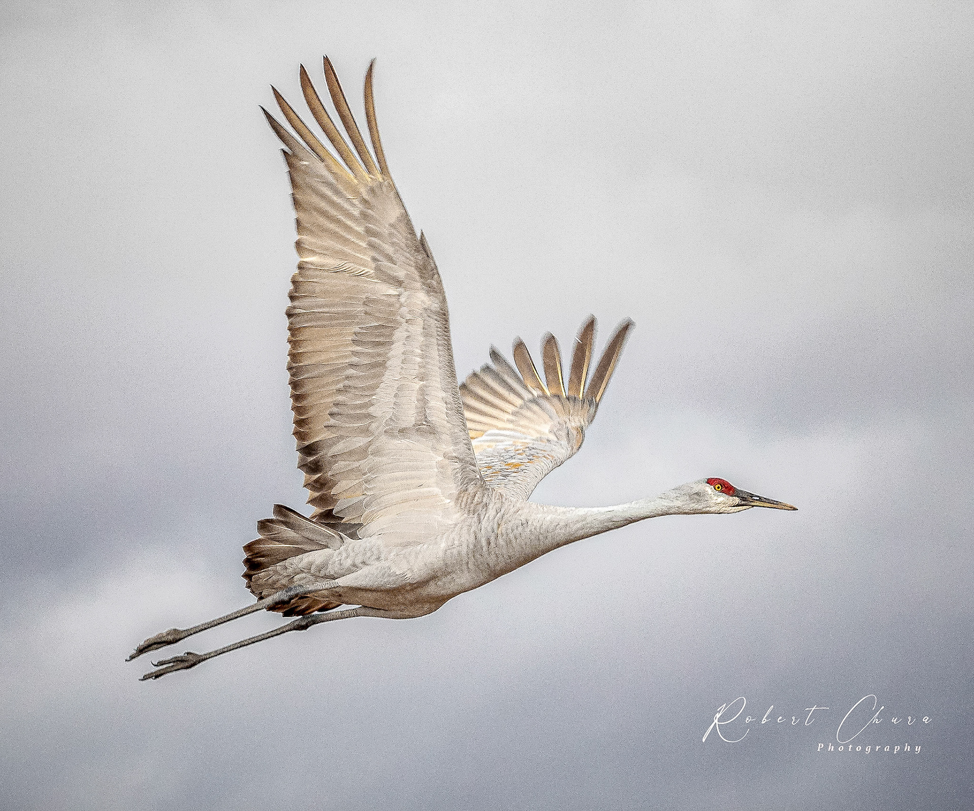 Robert Chura Photography - Bosque