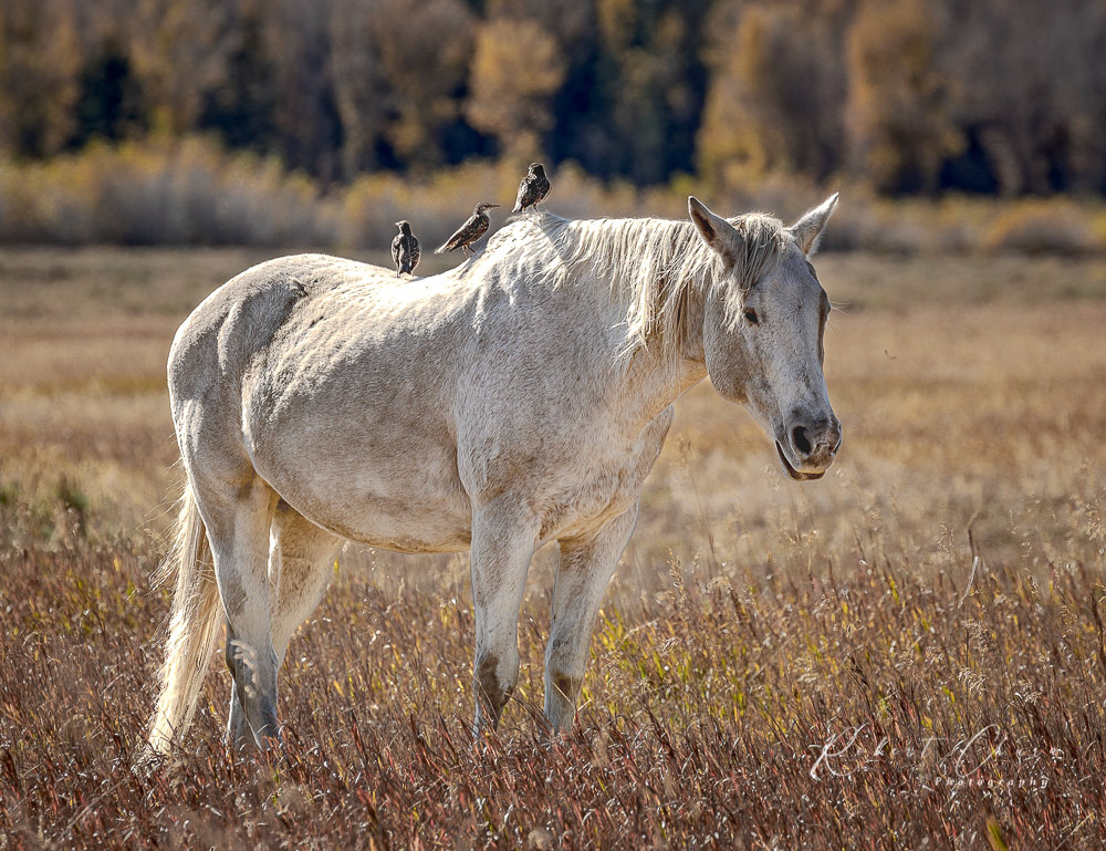 Horse with Birds